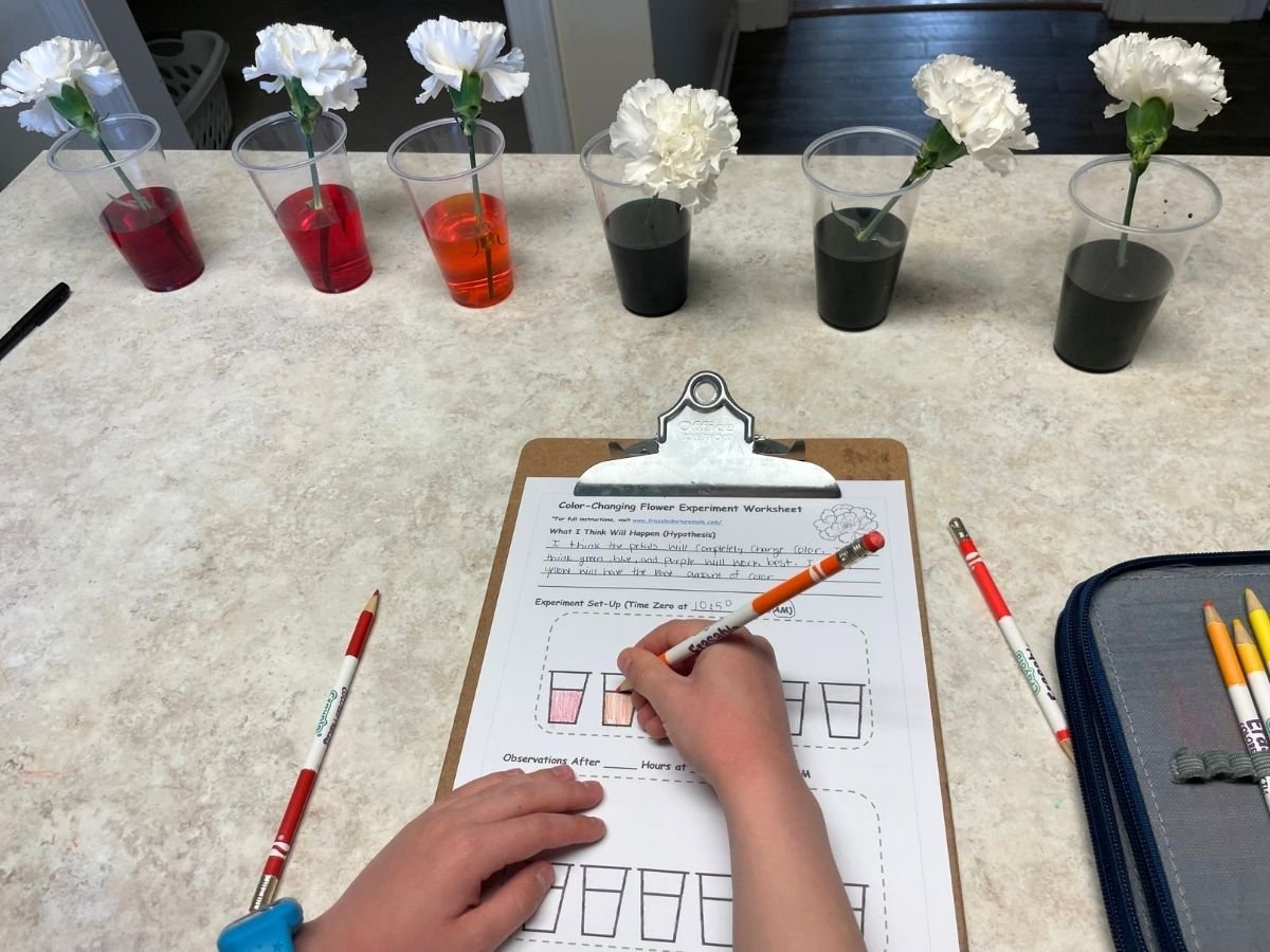 Printable Food Coloring Flower Experiment Worksheet