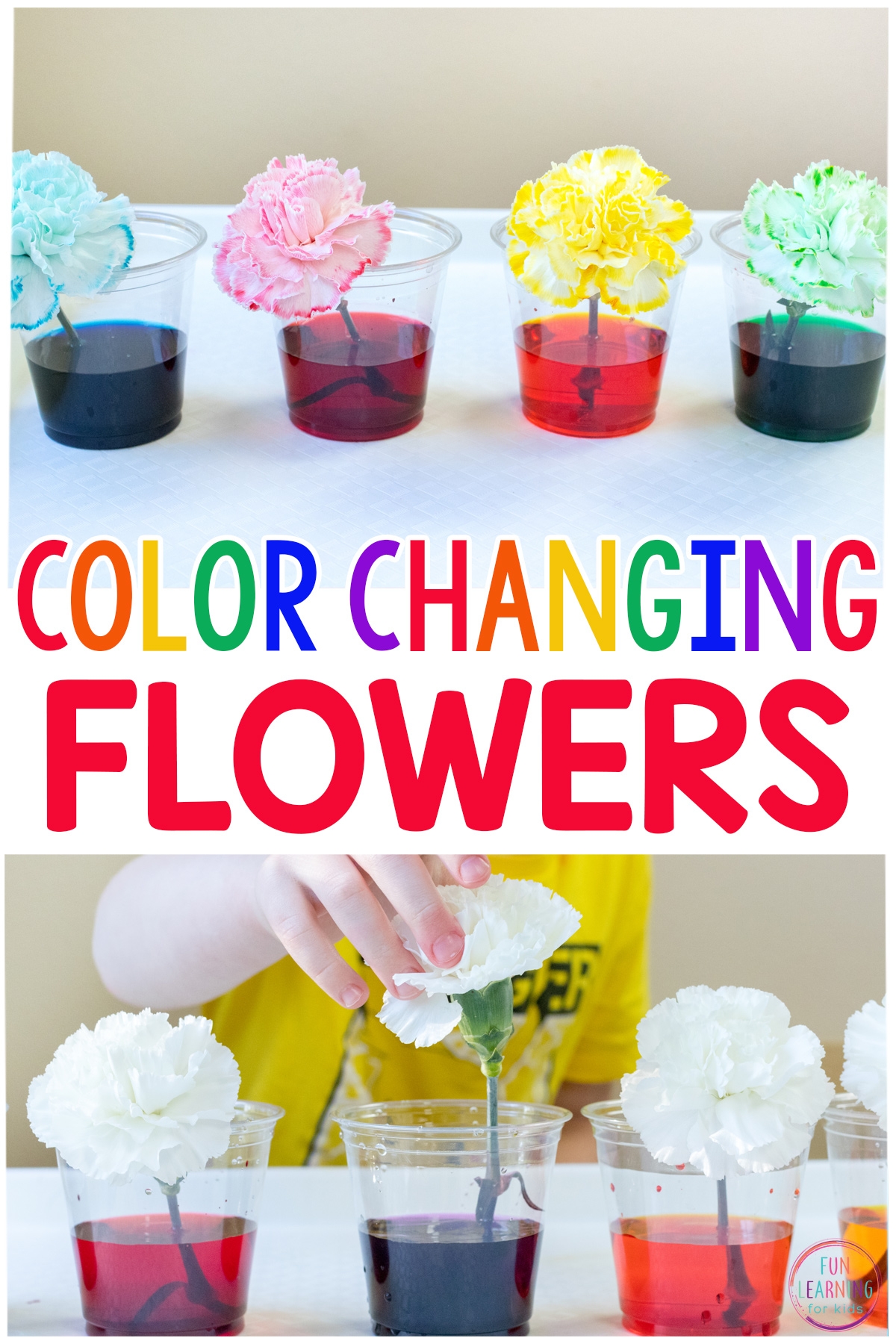 Color Changing Flowers Science Experiment