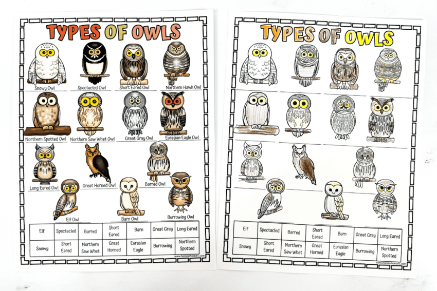 Different Types Of Owls Worksheet Free Printable