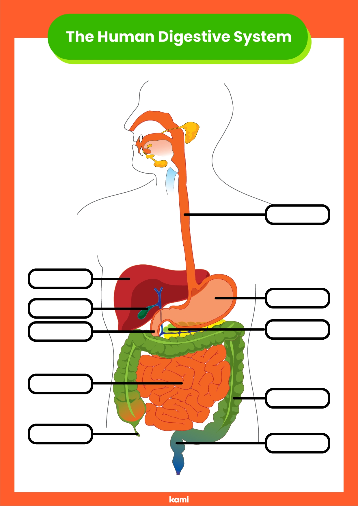 Digestive System Answer Key For Teachers Perfect For Grades Worksheets Library