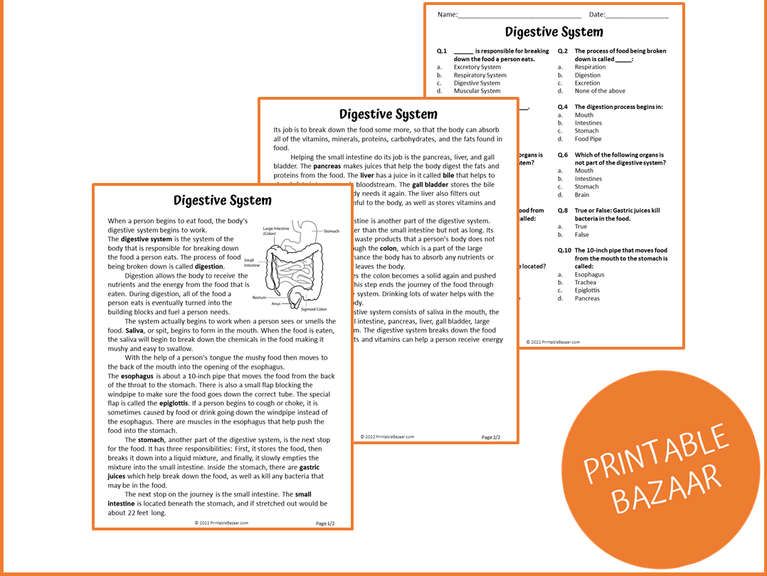 Digestive System Reading Comprehension Worksheets Digestive System Reading Comprehension Worksheets