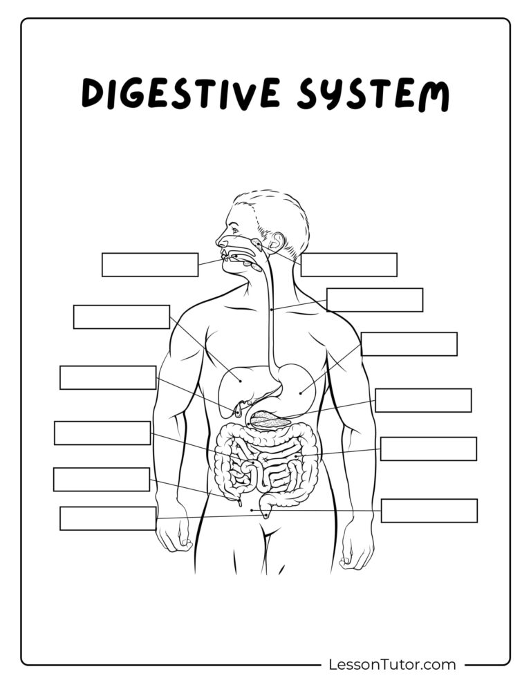 Digestive System Worksheets Lesson Tutor