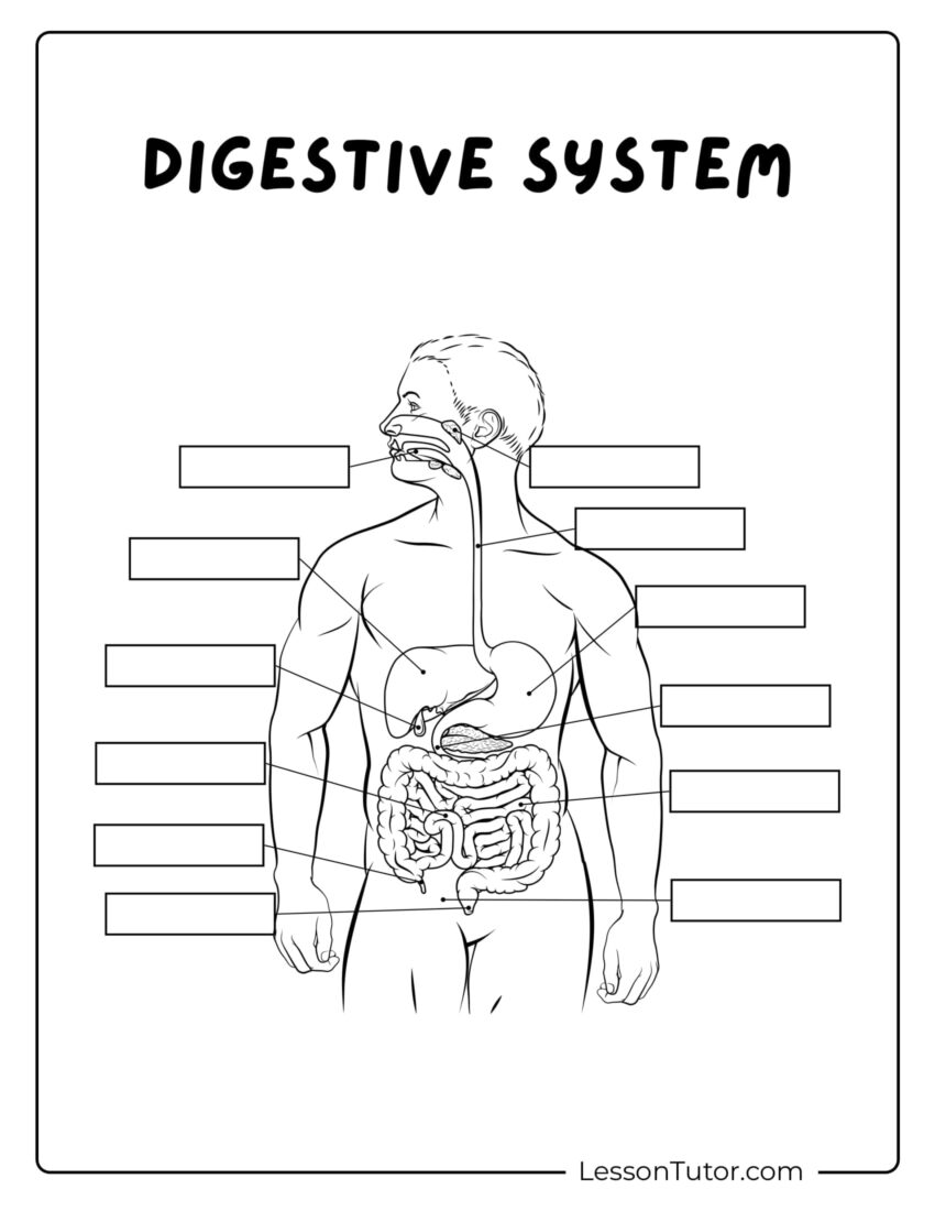 Digestive System Worksheets Lesson Tutor
