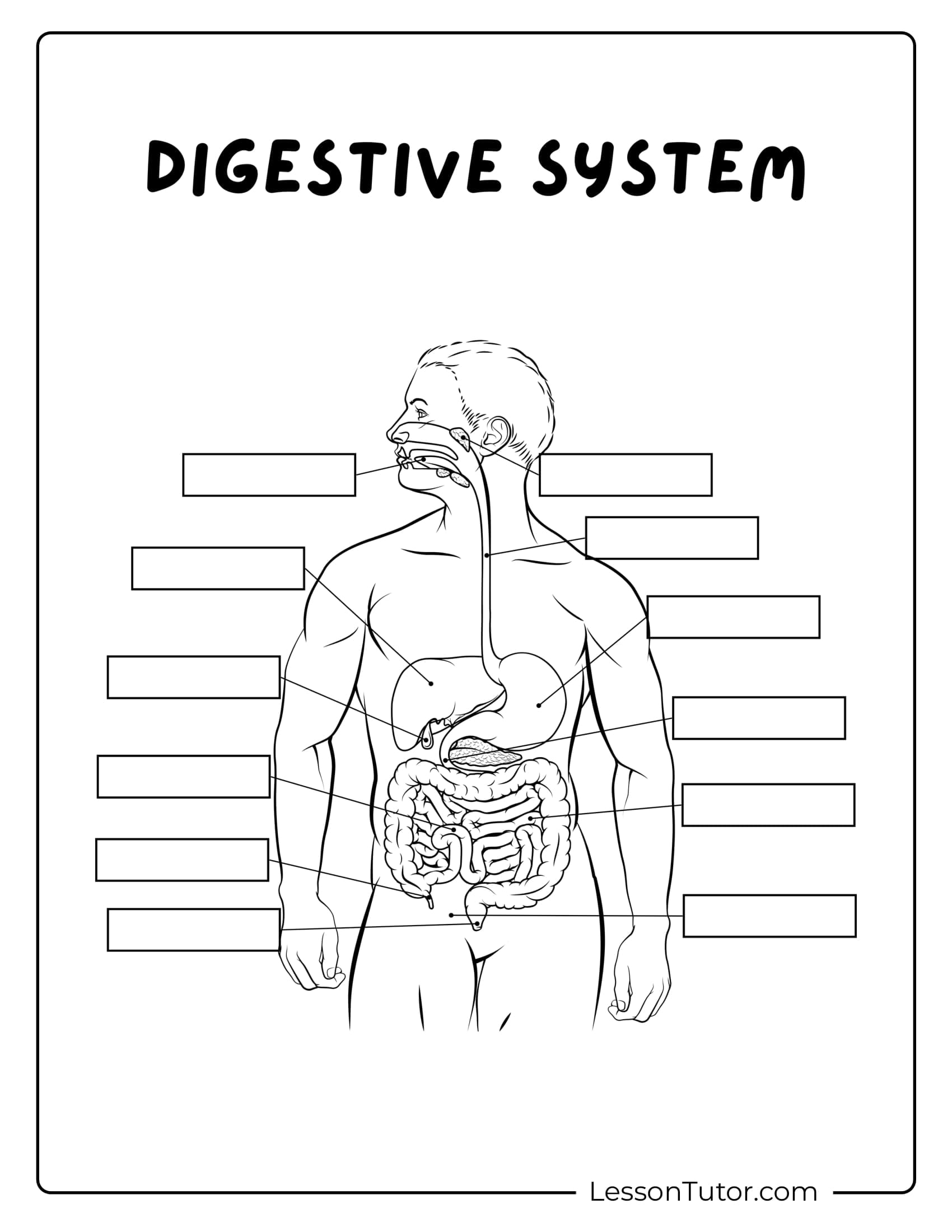 Digestive System Worksheets Lesson Tutor