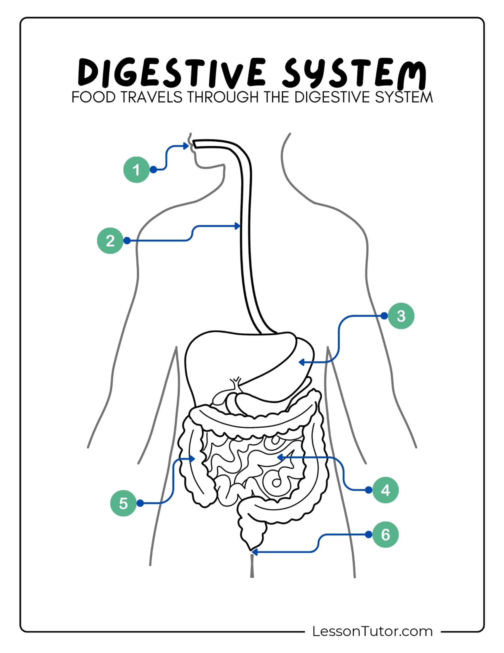 7th Grade Digestive System Printable Worksheet 7th Grade Digestive System Printable Worksheet