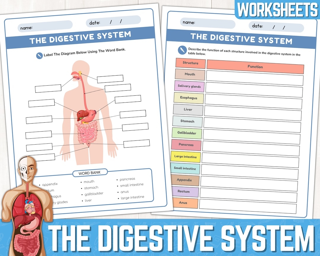 Digestive System Worksheets Parts Of The Digestive System Digestive System Labeling Worksheet Anatomy Of The Digestive System Printable Etsy Digestive System Worksheets Parts Of The Digestive System Digestive System Labeling Worksheet Anatomy Of The Digestive System Printable Etsy