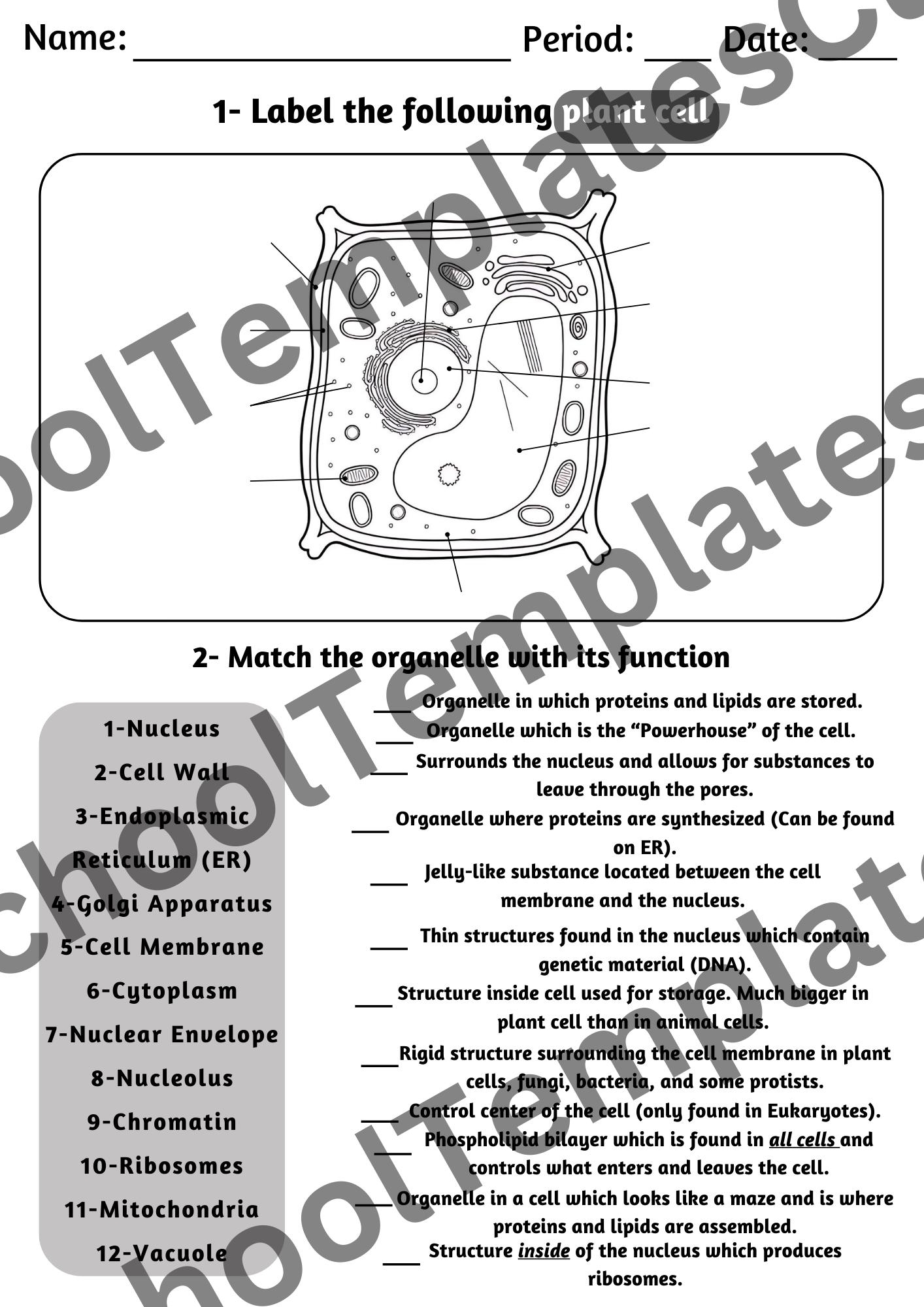 Prokaryotic And Eukaryotic Cells Maze Worksheet Answer Key