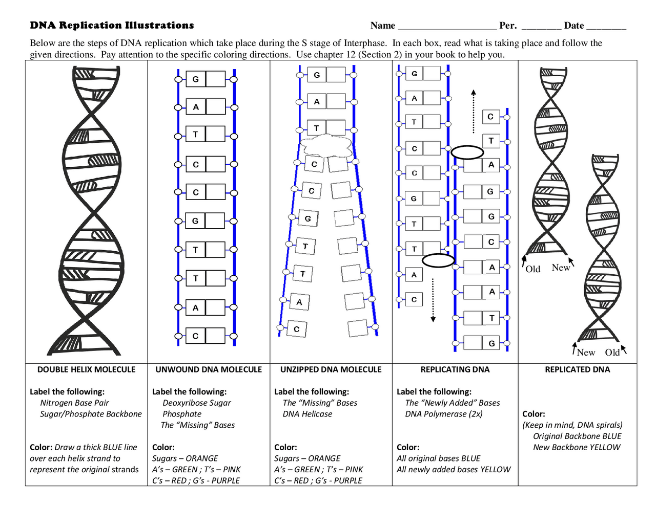 DNA Replication A Guided Exercise For Biology Students Exercises Genetics Docsity DNA Replication A Guided Exercise For Biology Students Exercises Genetics Docsity