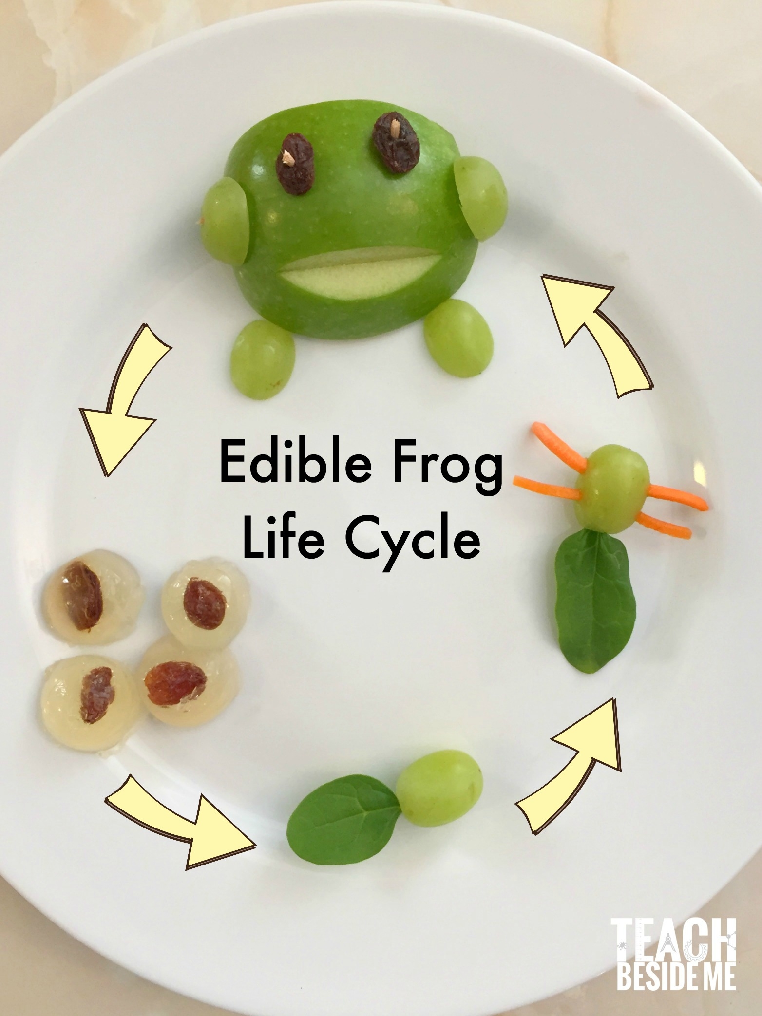 Edible Frog Life Cycle Snack Teach Beside Me Edible Frog Life Cycle Snack Teach Beside Me