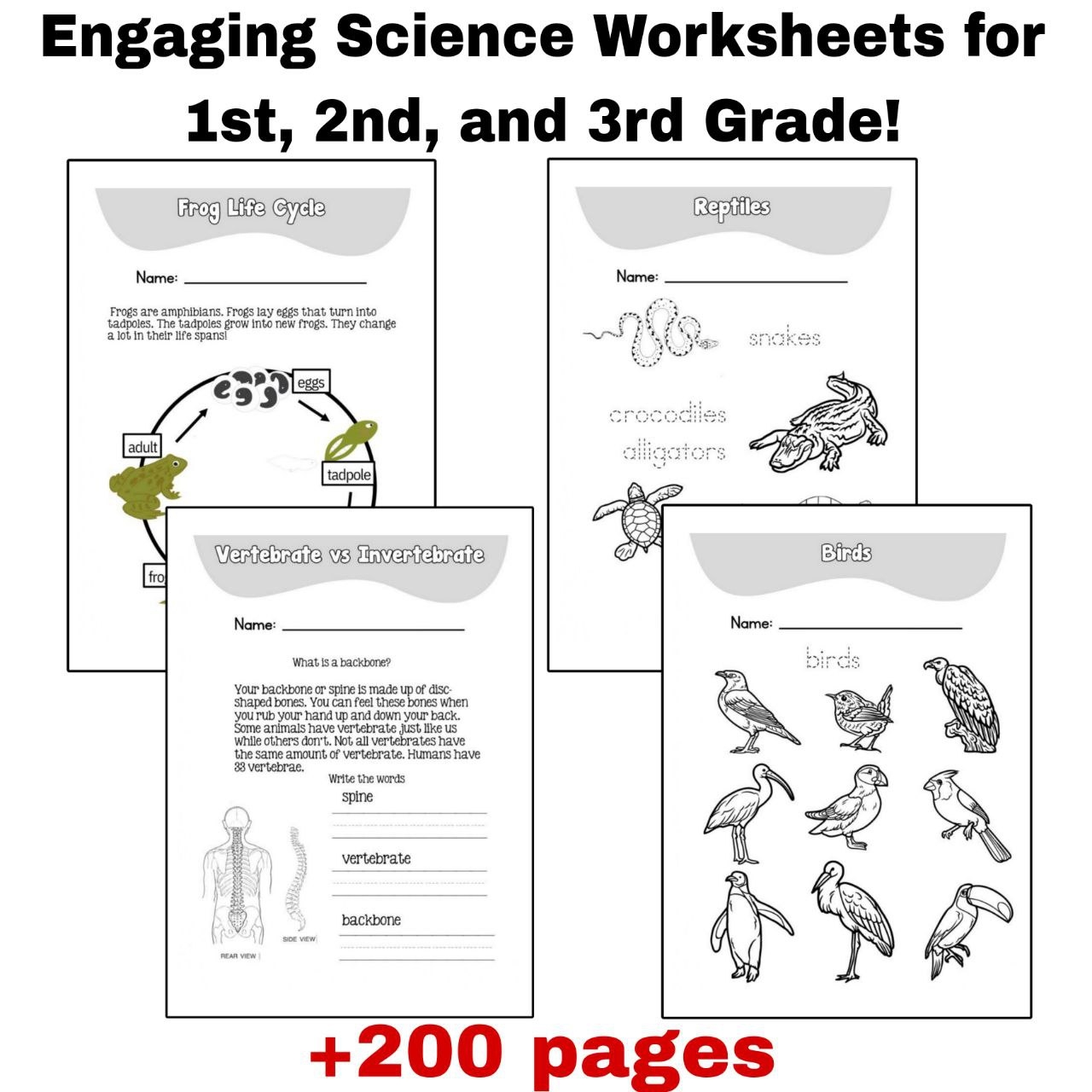 Engaging Science Worksheets For 1st 2nd And 3rd Grade Made By 