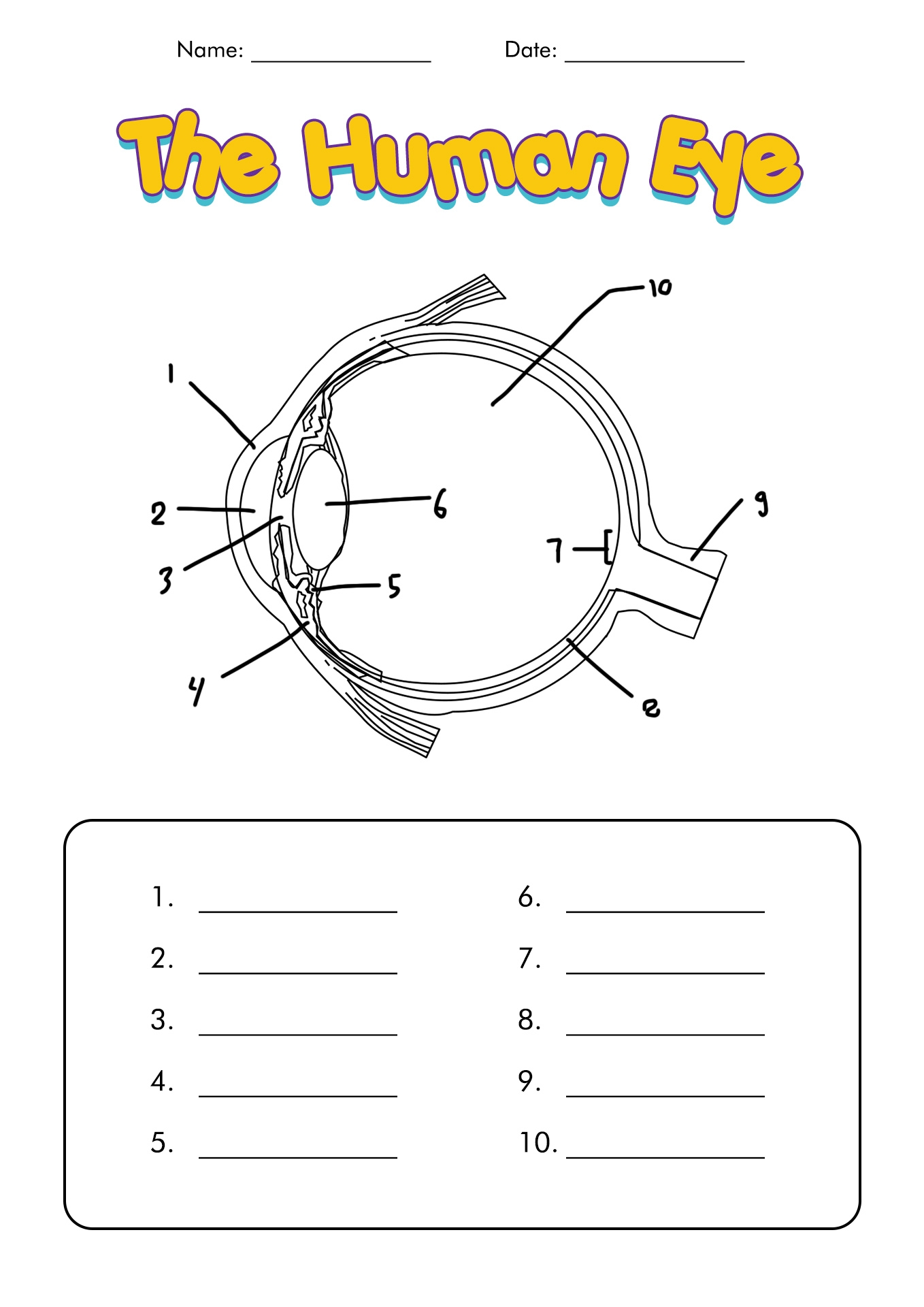 Diagram Eye Printable Worksheet