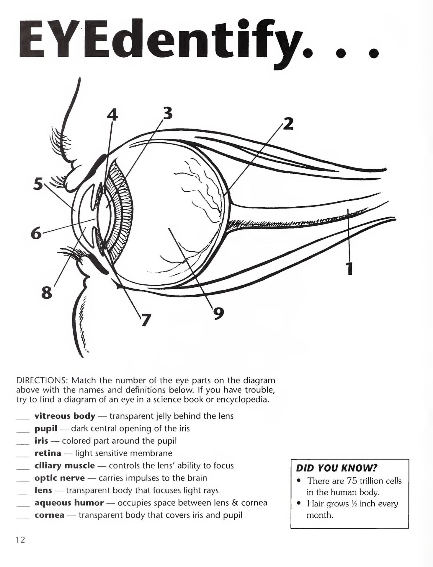 Eye Parts Diagram Free Printable Worksheets