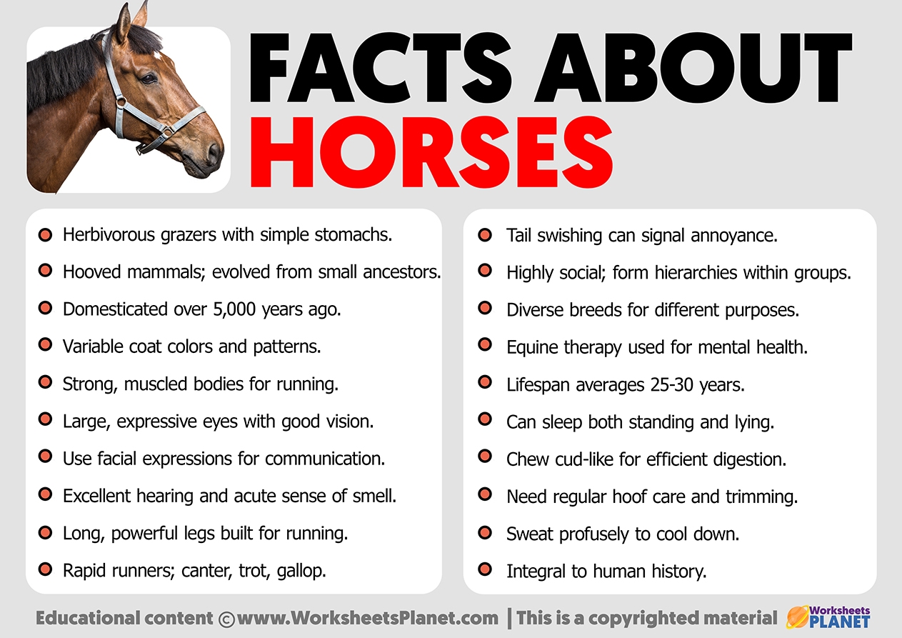Facts About Horses Facts About Horses