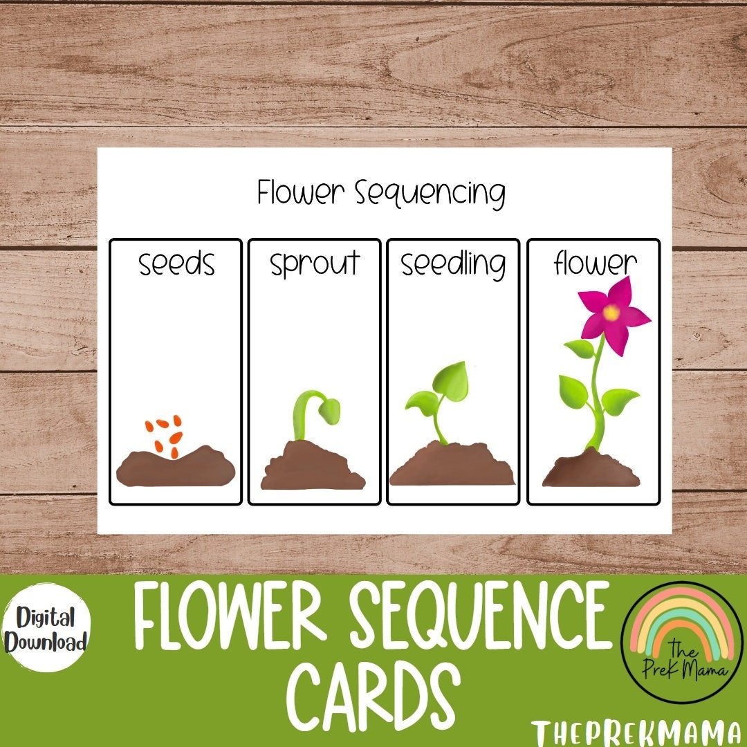 Flower Sequencing Cards Preschool Curriculum Preschool Printable Educational Posters Preschool Learning Preschool Sequencing Cards Etsy