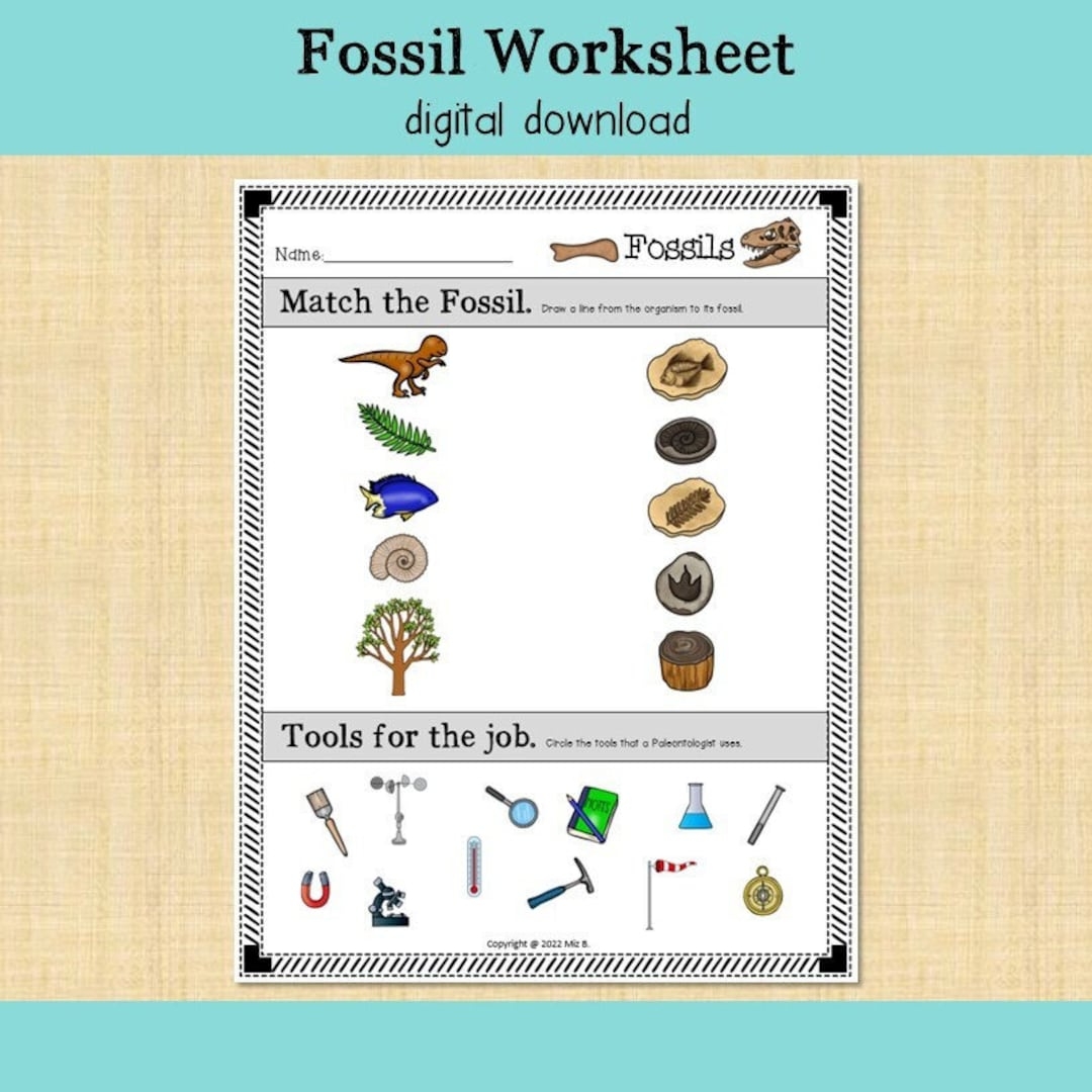 Fossils Worksheet Etsy Fossils Worksheet Etsy