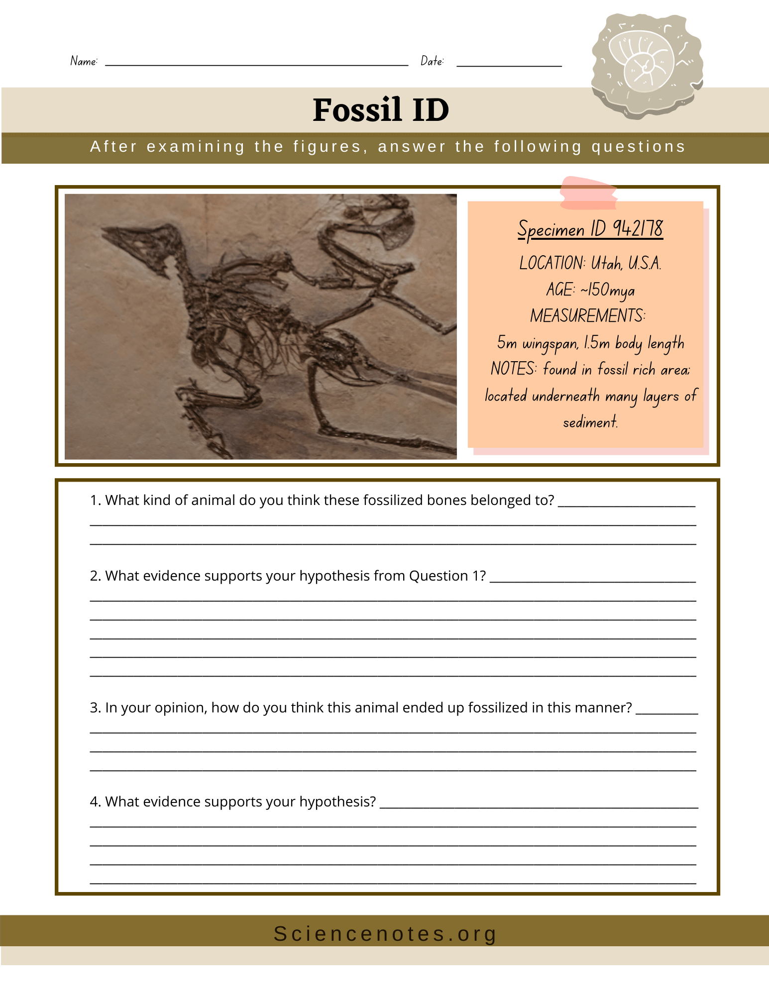 Fossils Worksheets