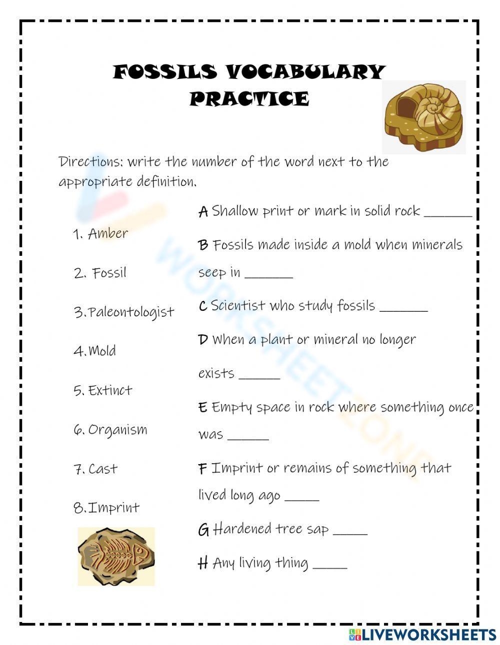 Fossils Worksheets 2025 Fossils Worksheets 2025