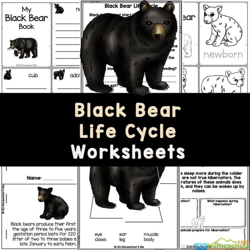 FREE Black Bear Life Cycle Worksheets For Kids