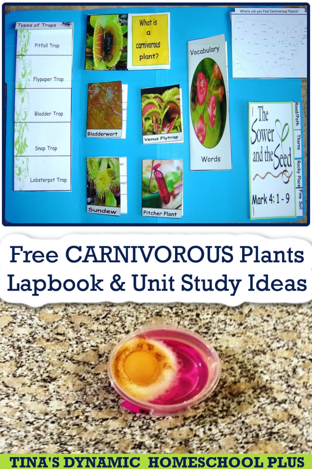 Free Carnivorous Plants Lapbook And Fun Homeschool Unit Study Ideas