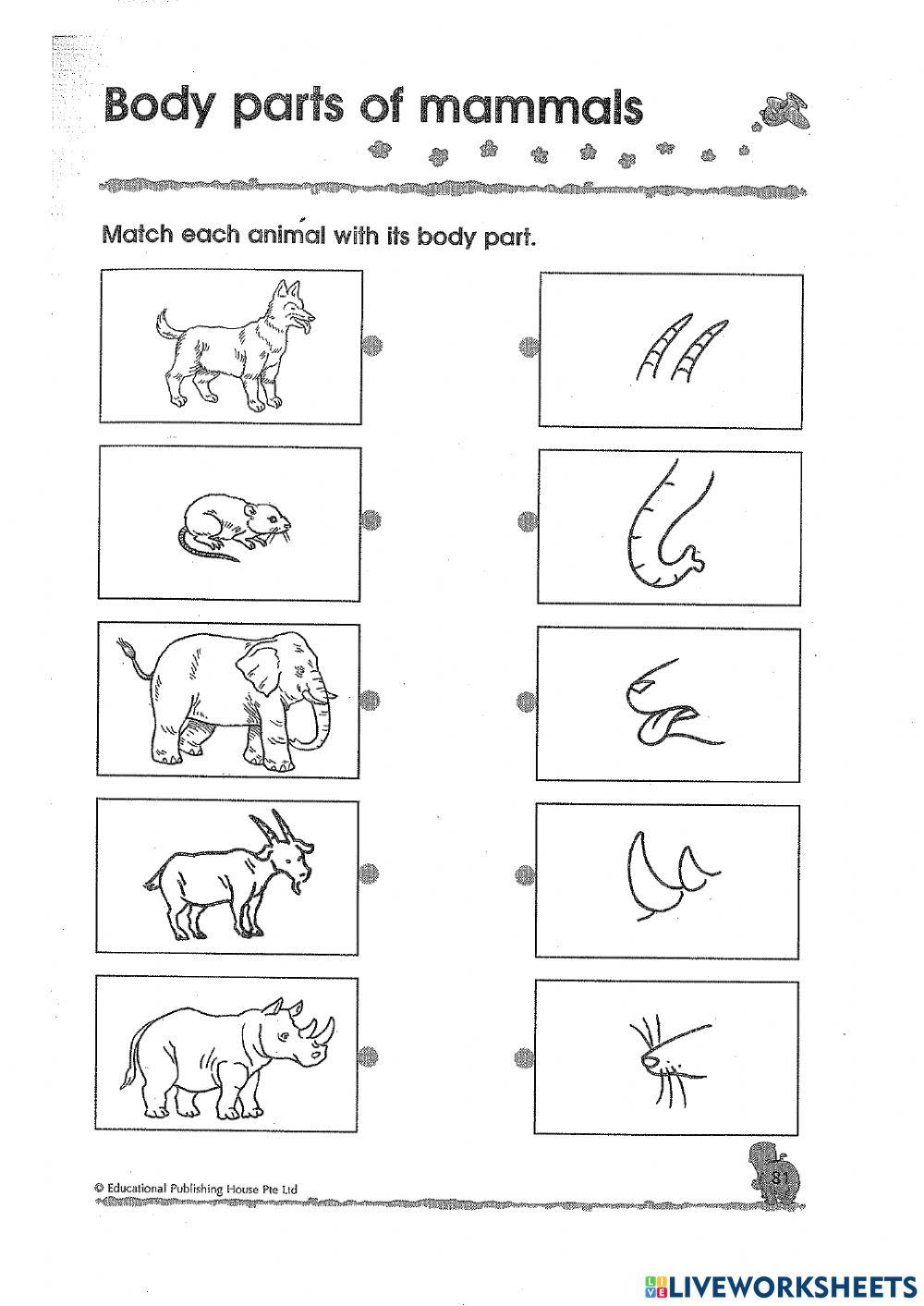 Free Free Mammal Worksheet Download Free Free Mammal Worksheet Png Images Free Worksheets On Clipart Library