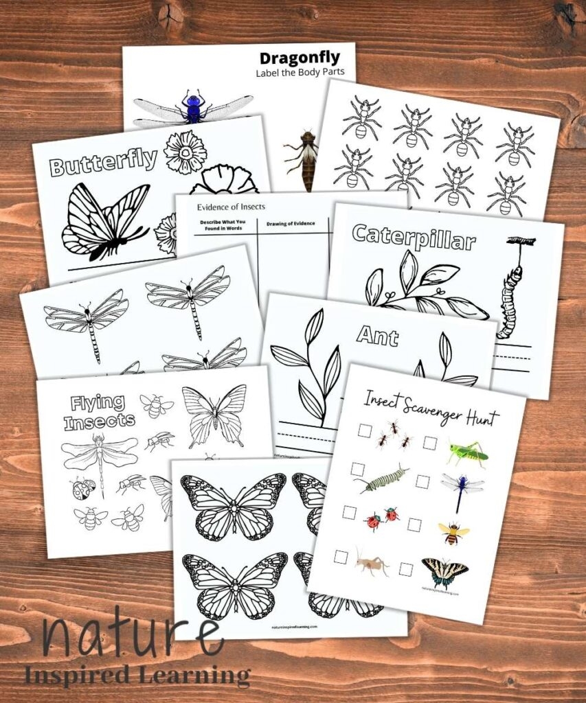 Free Insect Printables And Activities For Kids Nature Inspired
