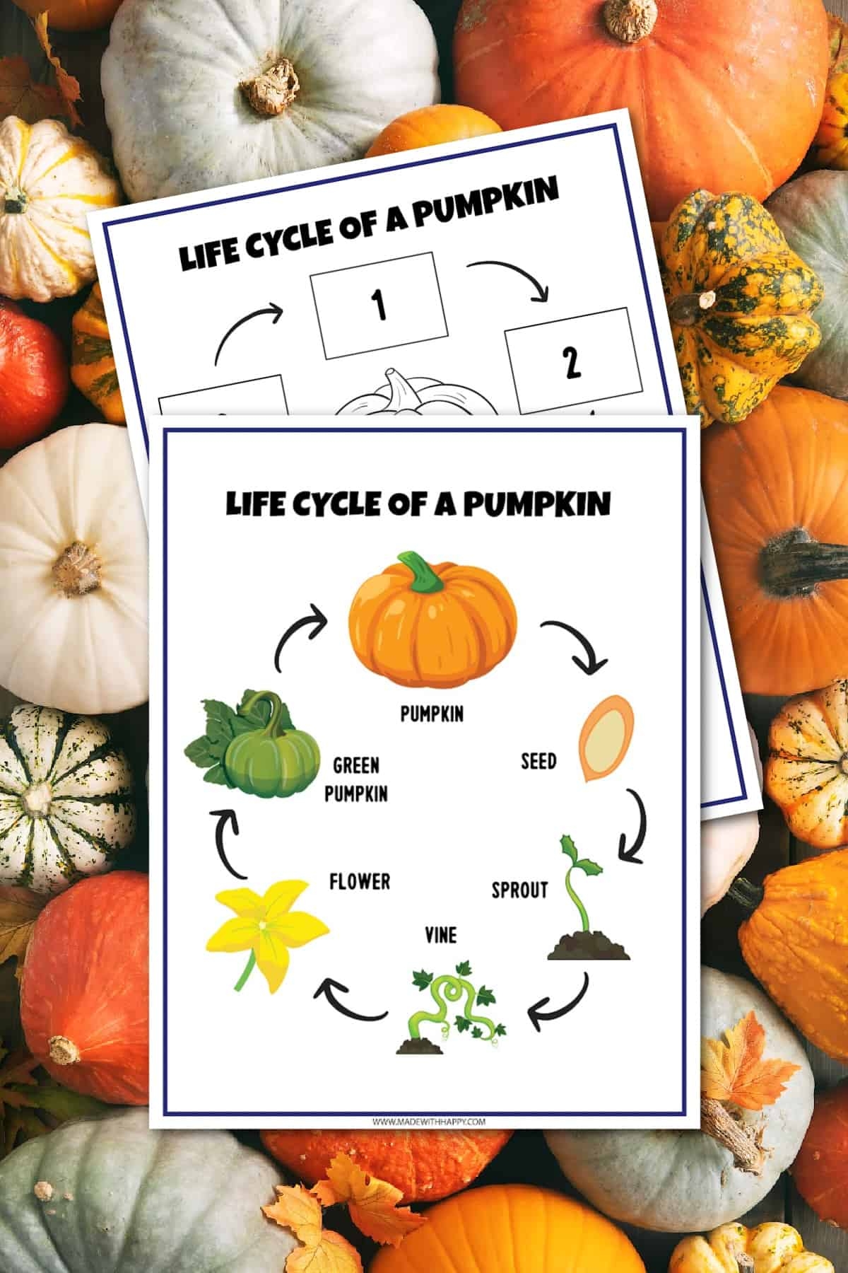 FREE Life Cycle Of A Pumpkin Worksheet Made With HAPPY FREE Life Cycle Of A Pumpkin Worksheet Made With HAPPY