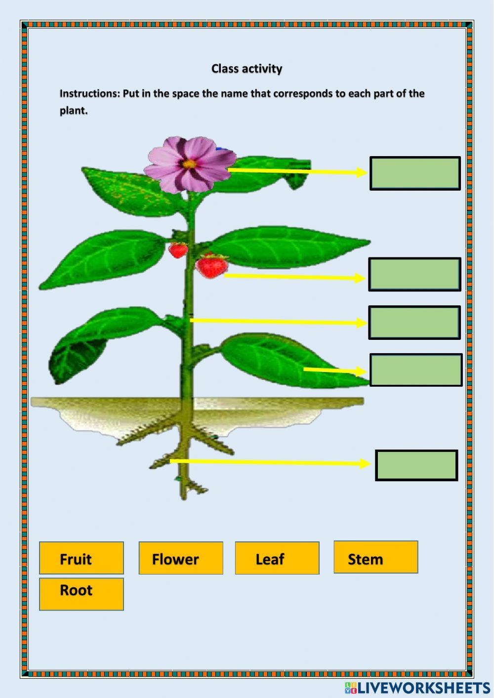 Free Plant Parts amp Functions Worksheets Preschool To 2nd Grade Worksheets Library