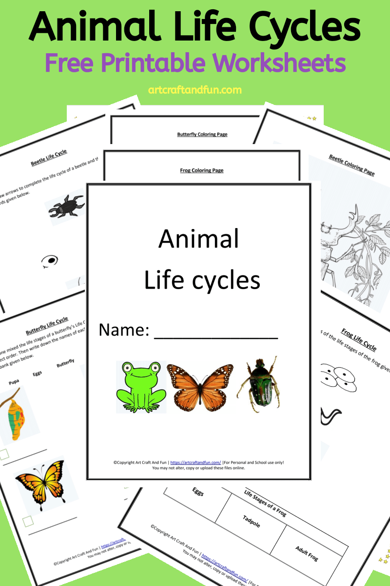 Free Printable Animal Life Cycle Worksheets