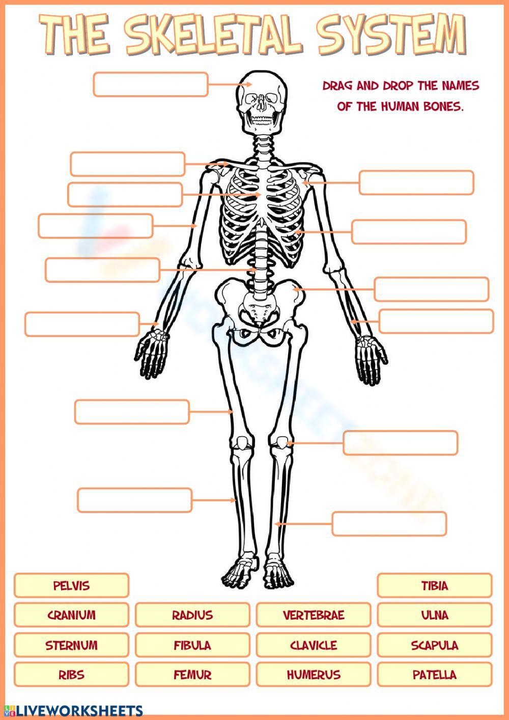 Free Printable Bones Worksheets For Students Worksheets Library