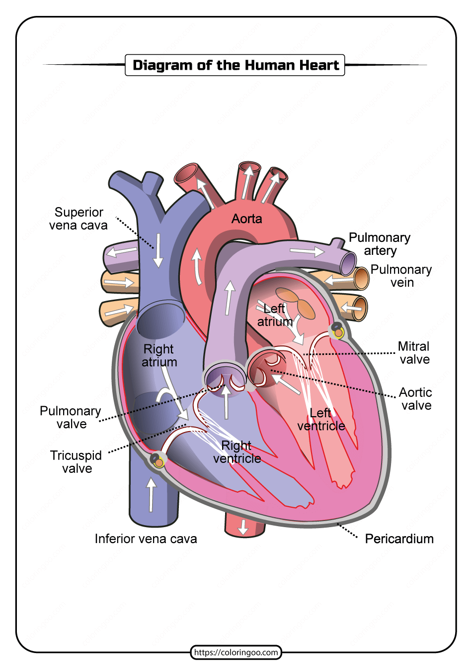Free Printable Diagram Of The Human Heart Free Printable Diagram Of The Human Heart