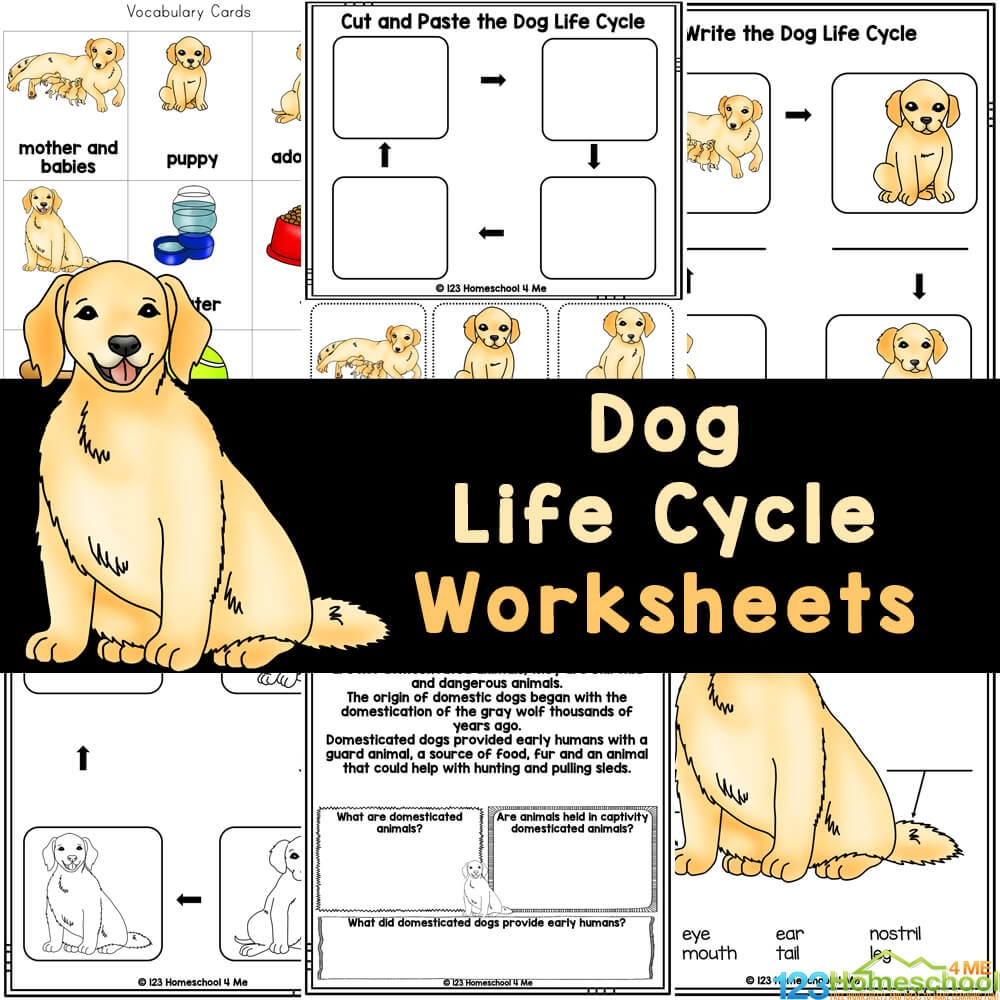 FREE Printable Dog Life Cycle Worksheets For Elementary Students FREE Printable Dog Life Cycle Worksheets For Elementary Students