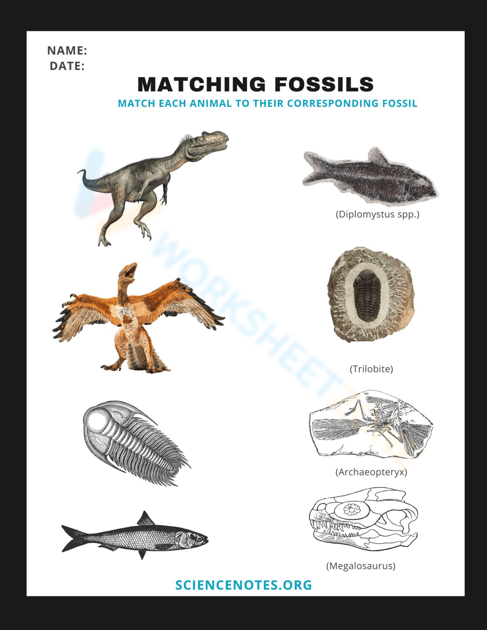 Free Printable Fossil Worksheets Free Printable Fossil Worksheets