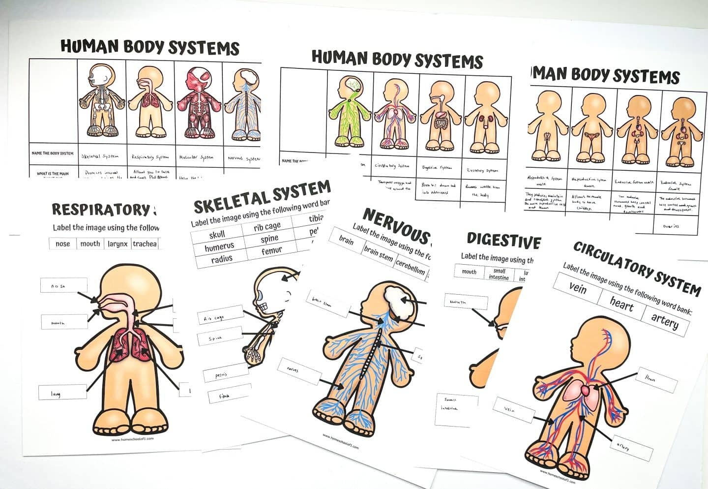 Free Kindergarten Worksheet Labeling Body Free Kindergarten Worksheet Labeling Body