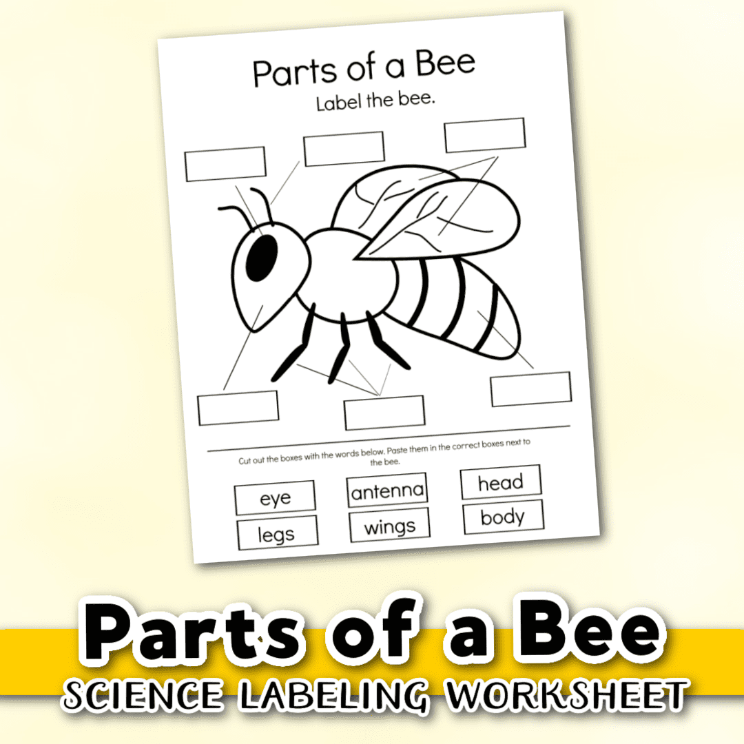 Free Printable Parts Of A Bee Preschool Worksheet Worksheets Library Free Printable Parts Of A Bee Preschool Worksheet Worksheets Library