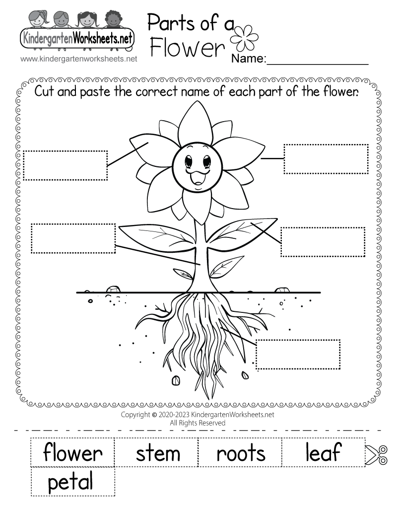 Free Printable Parts Of A Flower Worksheet Free Printable Parts Of A Flower Worksheet