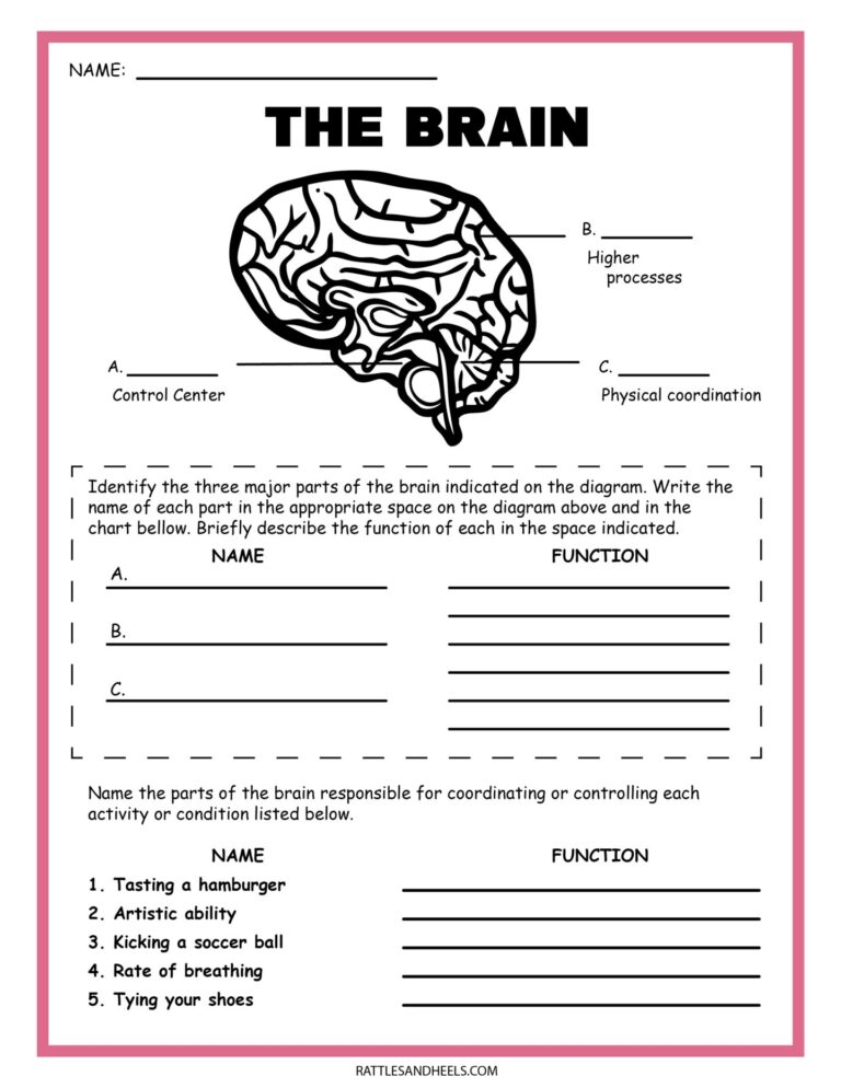 Free Science Worksheets The Nervous System Adanna Dill