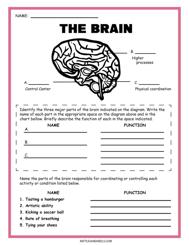 Free Science Worksheets The Nervous System Adanna Dill Worksheets Library
