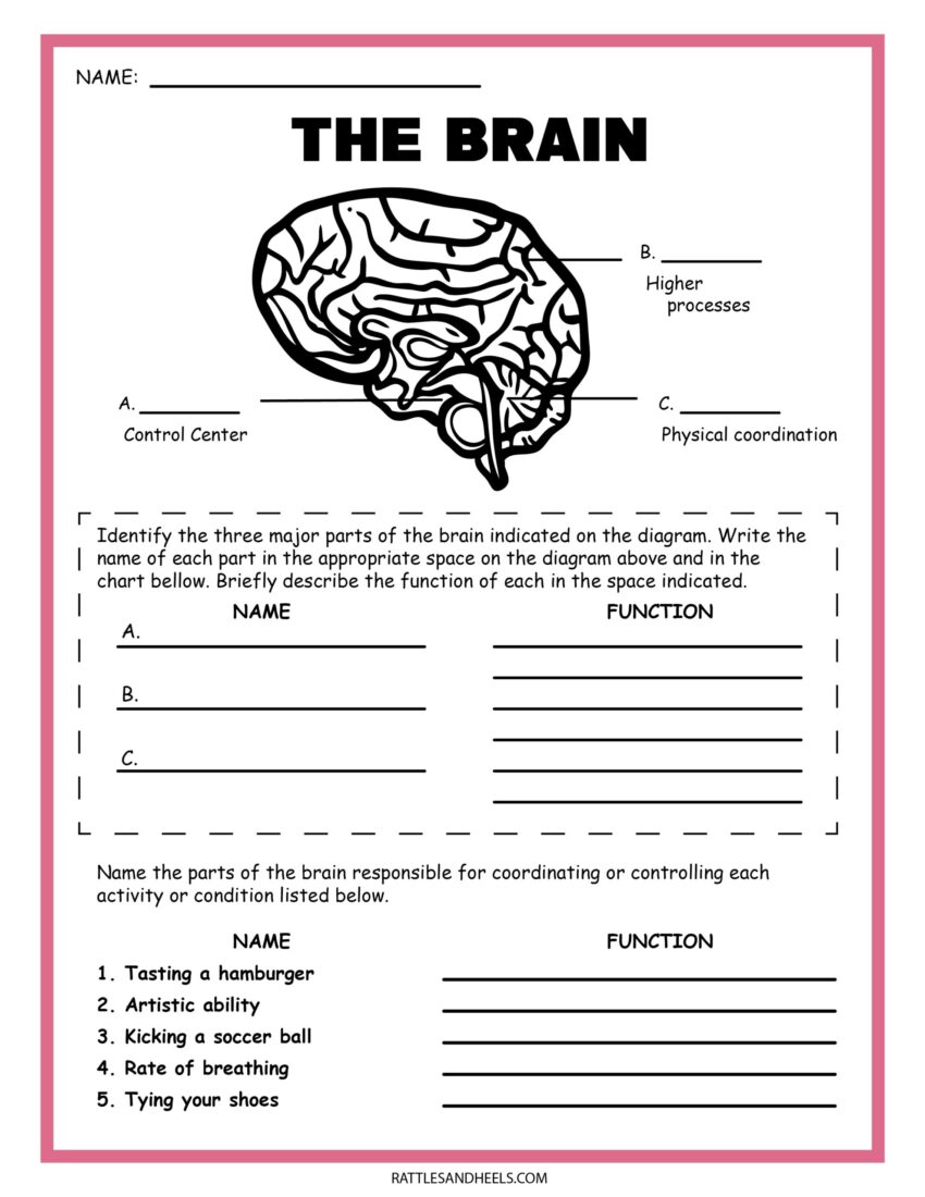 Free Science Worksheets The Nervous System Adanna Dill Worksheets Library