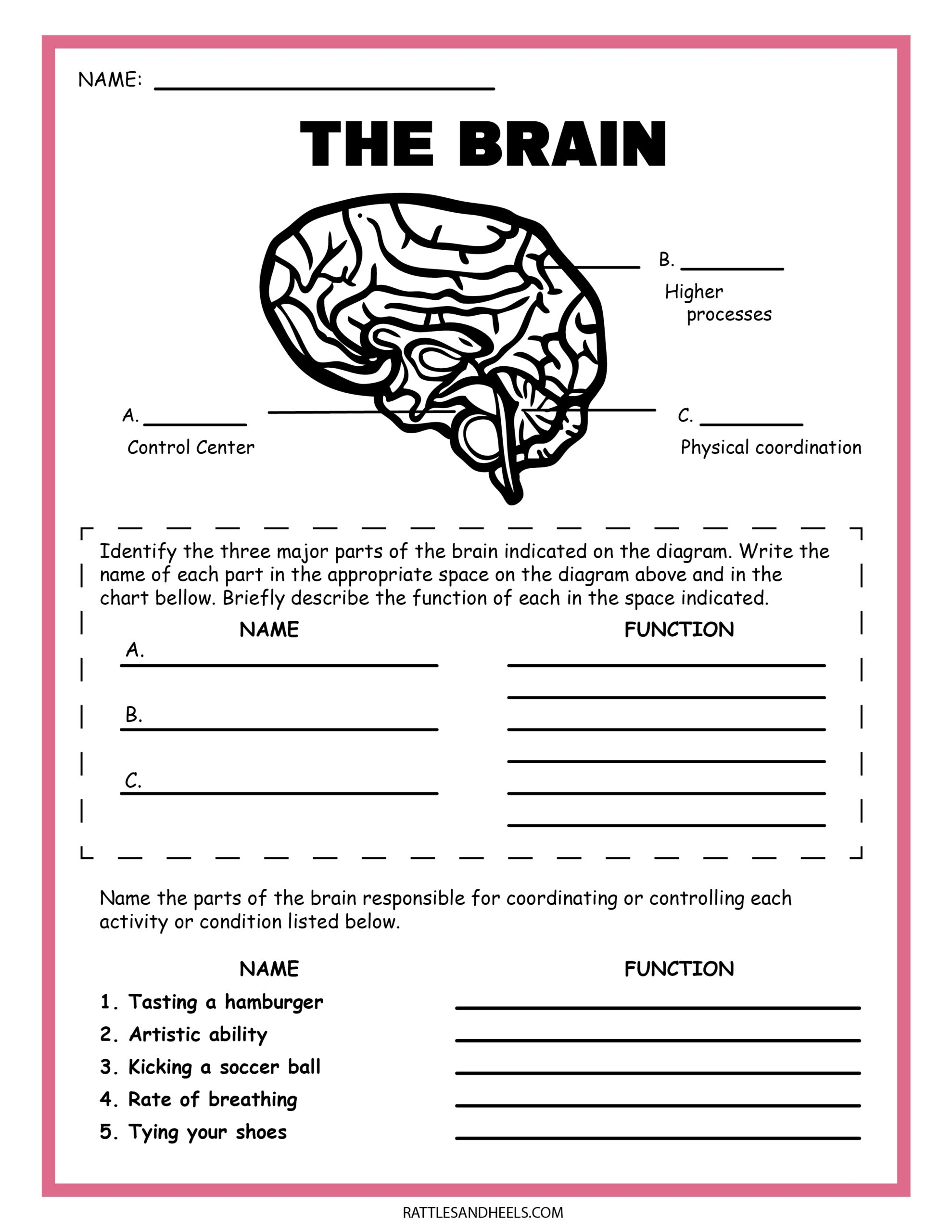 Free Science Worksheets The Nervous System Free Science Worksheets The Nervous System