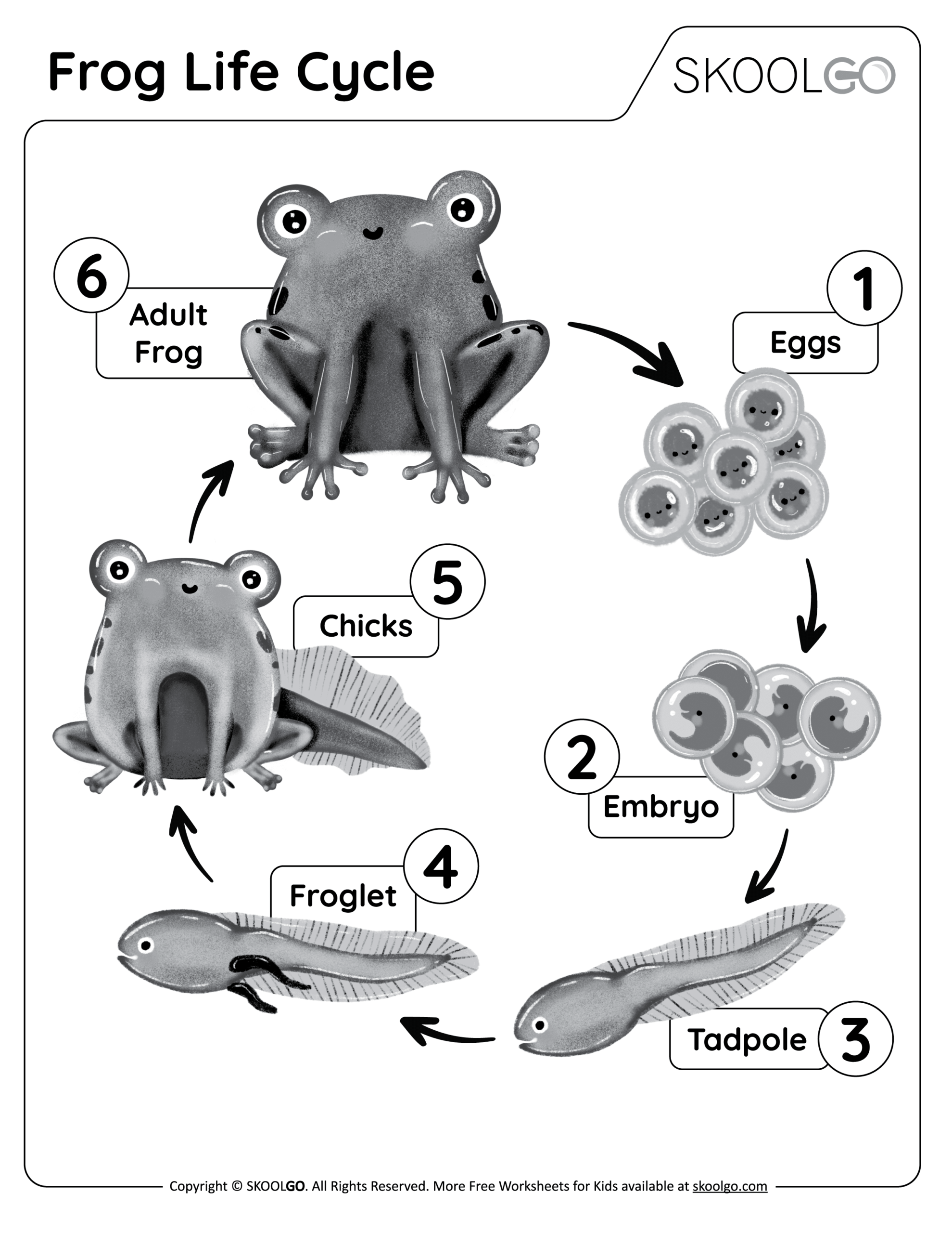 Frog Life Cycle Printable For Preschool Frog Life Cycle Printable For Preschool