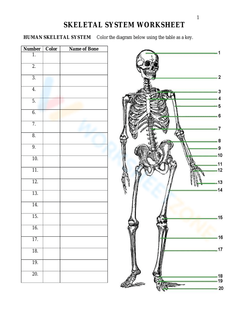 Grade 5 Bones Worksheets Grade 5 Bones Worksheets