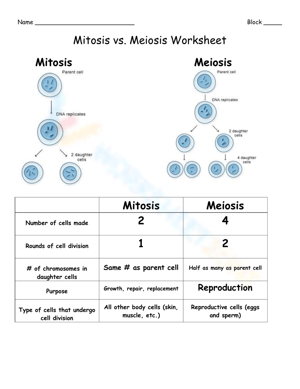 Free Biology Worksheets For Grade 9