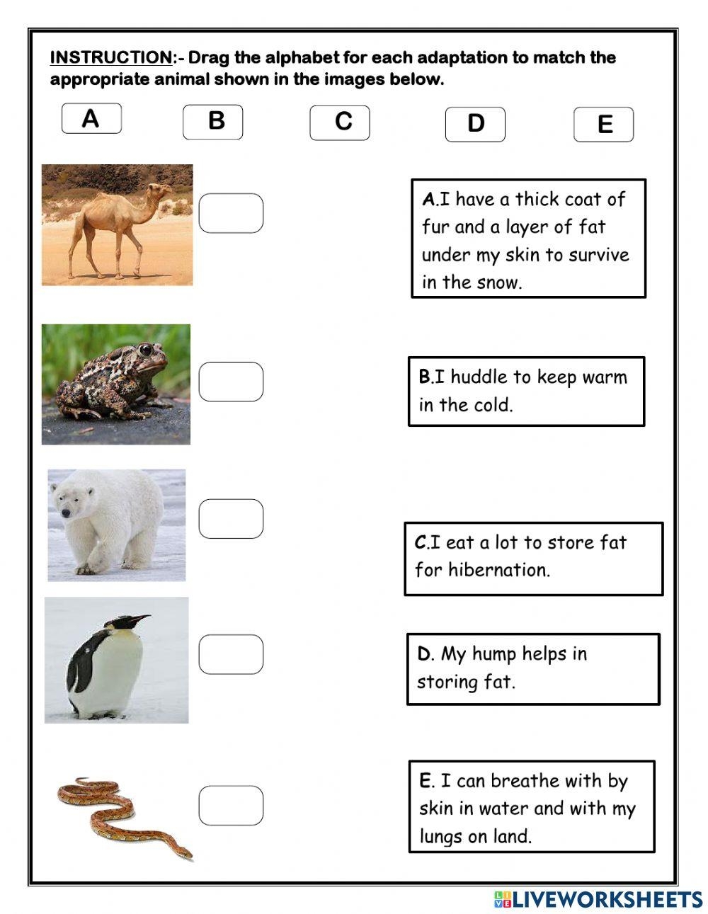 Free Printable Science Worksheets Adaptation Animals Free Printable Science Worksheets Adaptation Animals
