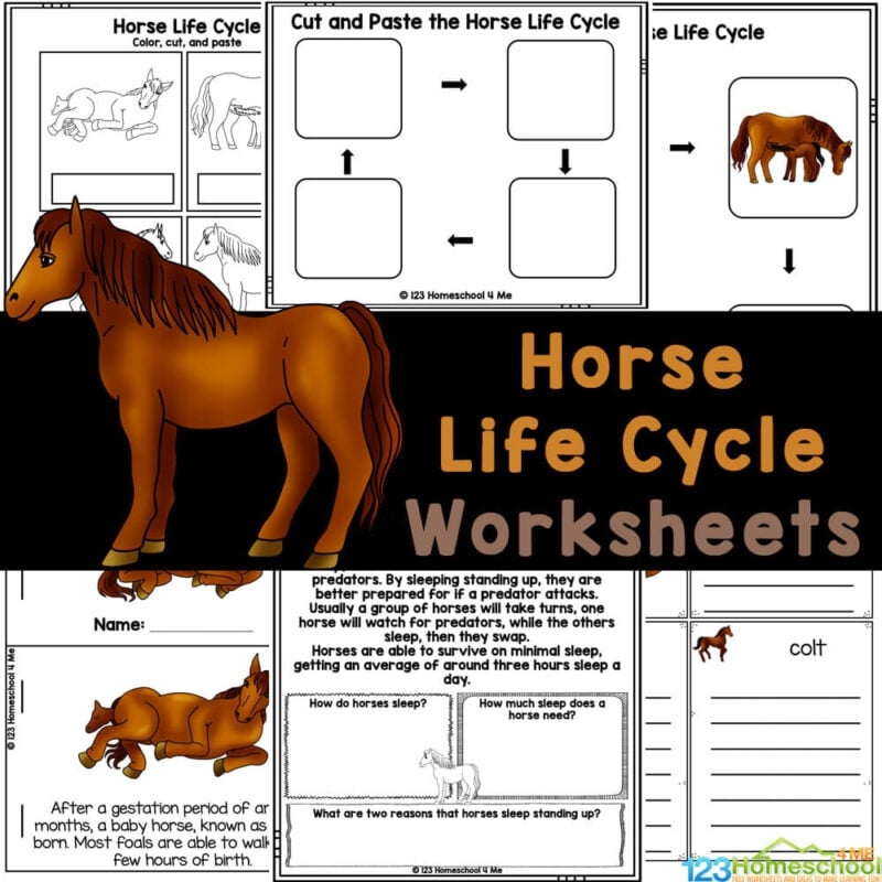 Printable Parts Of A Horse Worksheet