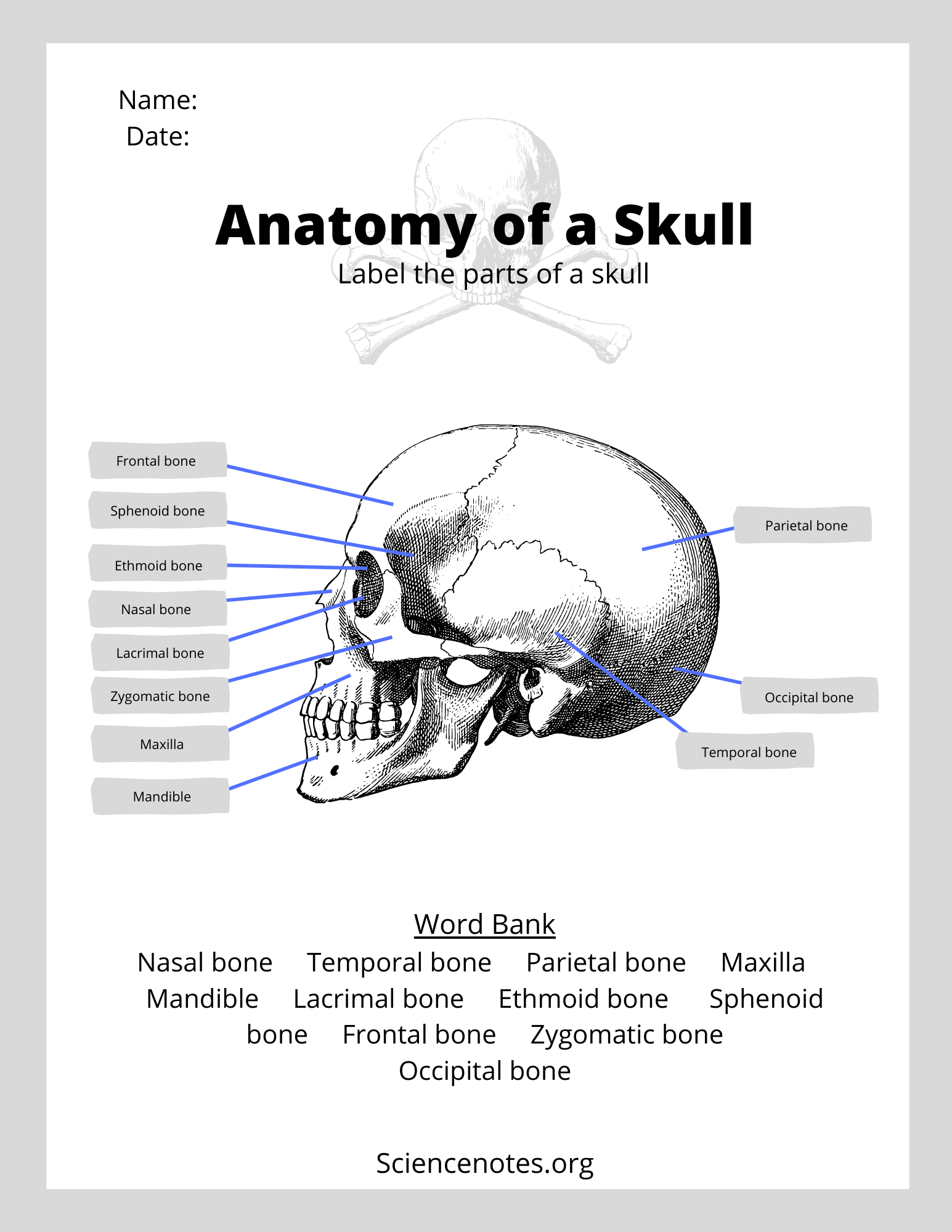 Free Printable Human Anatomy Worksheets Free Printable Human Anatomy Worksheets