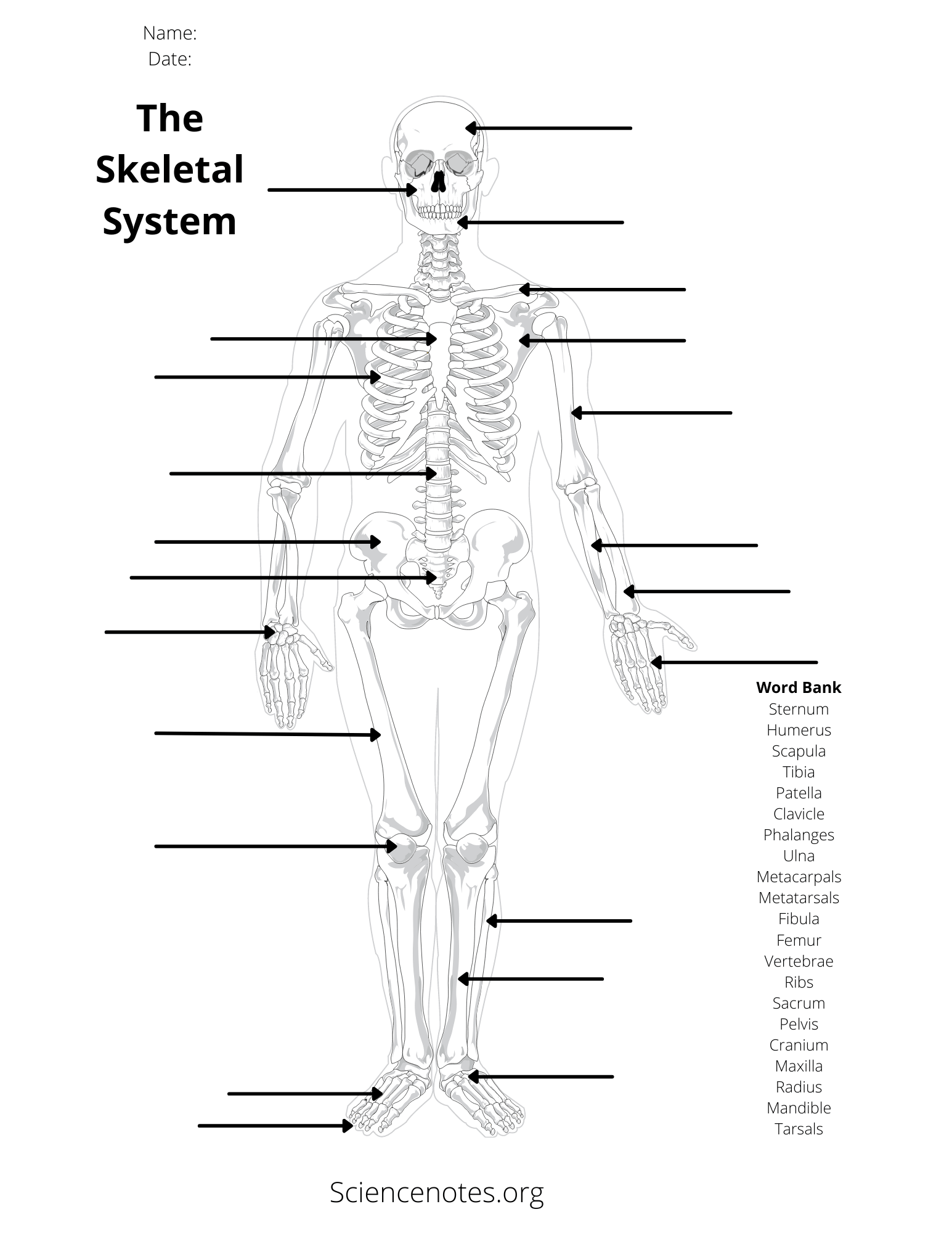 Worksheet Printable Blank Muscle Diagram Worksheet Printable Blank Muscle Diagram