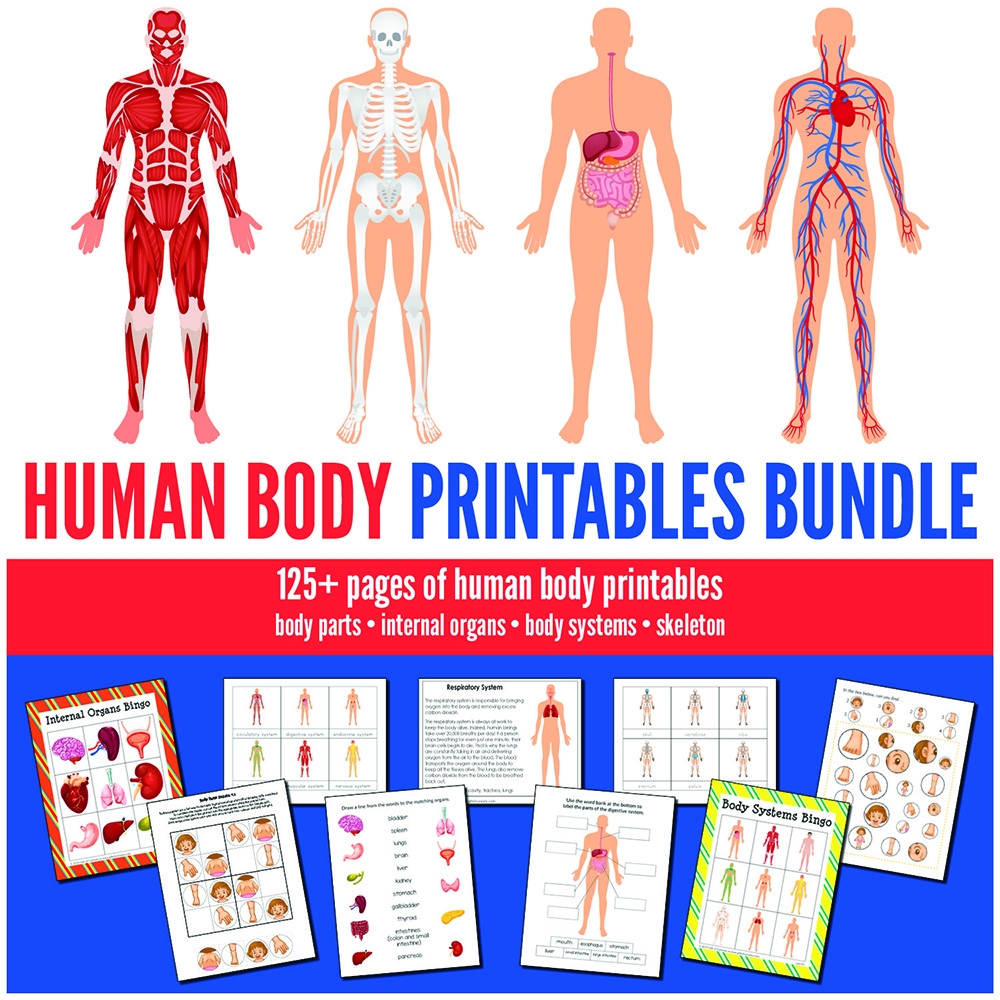 Human Body Printables Bundle Gift Of Curiosity