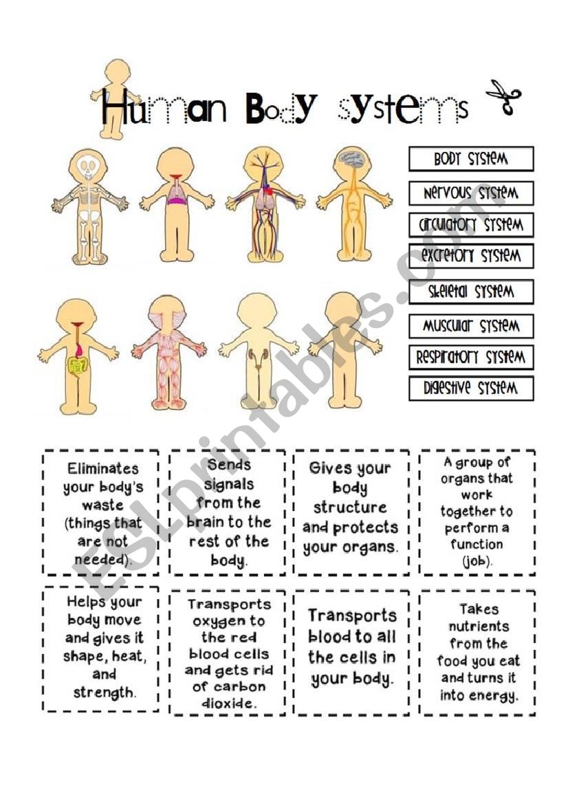 Printable Body Systems Worksheet