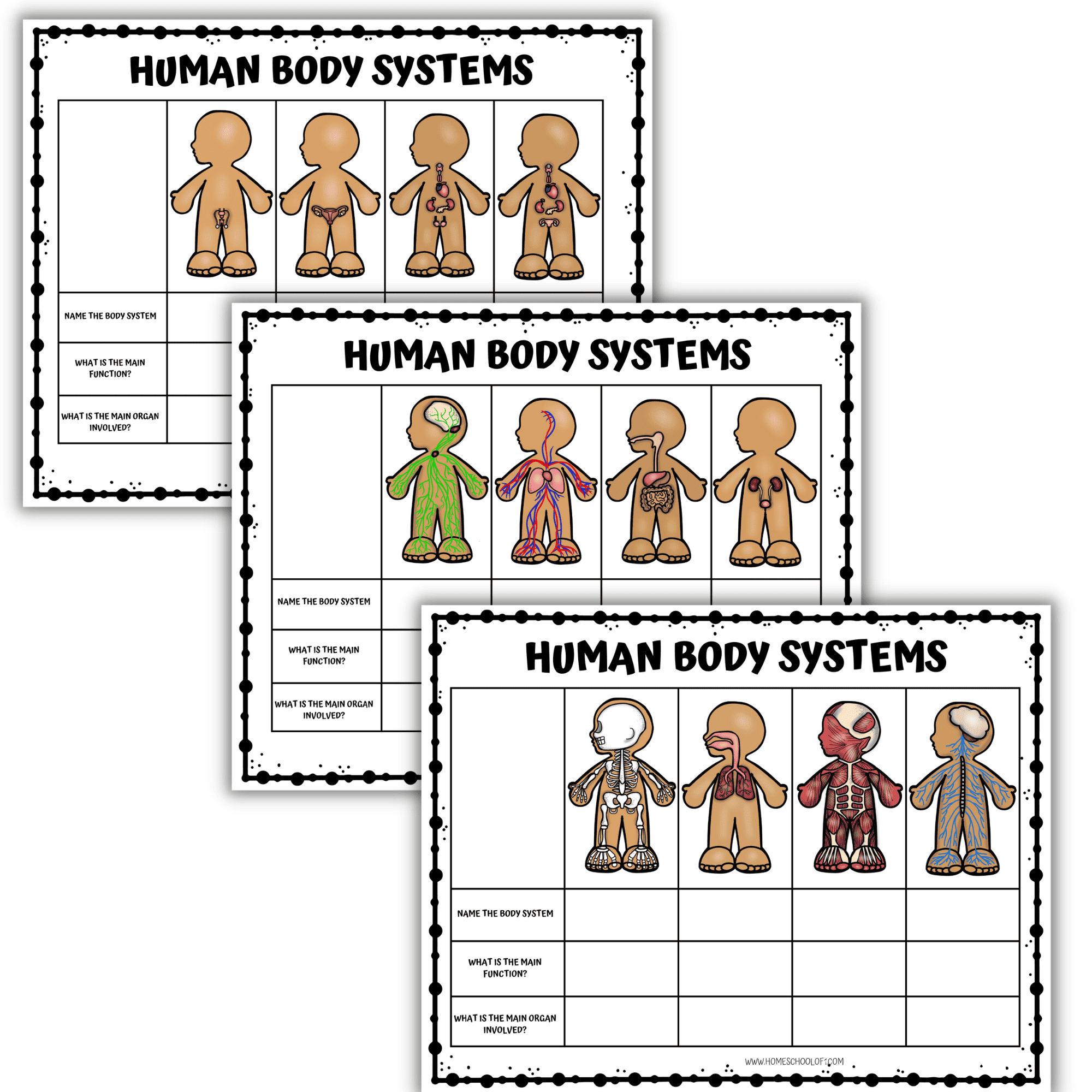 Free Printable Human Body Systems Worksheets Free Printable Human Body Systems Worksheets