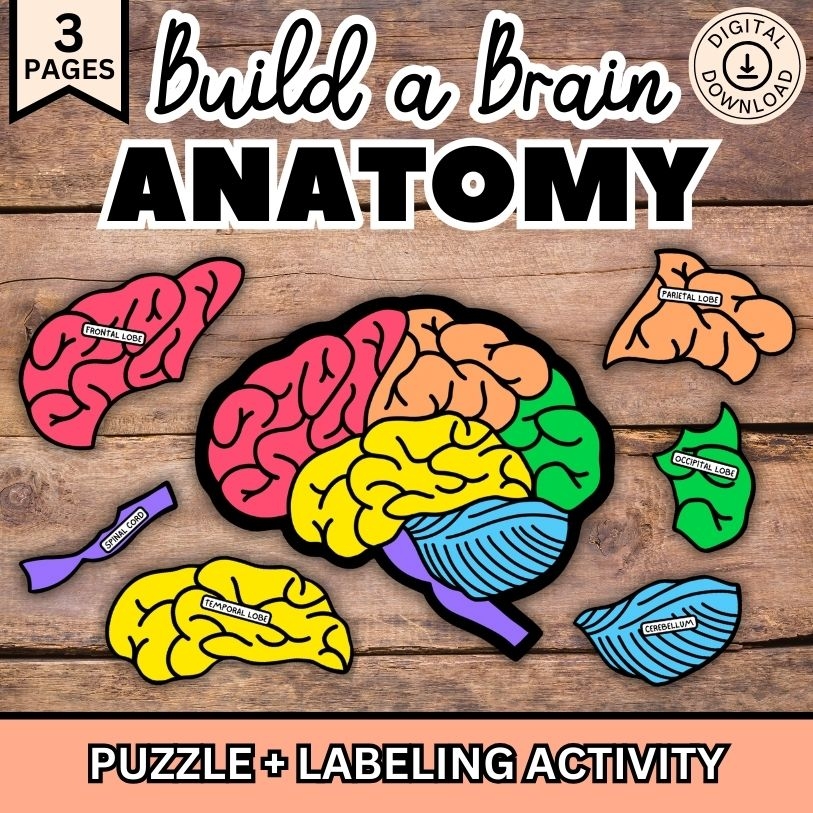 Human Brain Anatomy For Kids Printable Brain Activity Brain 